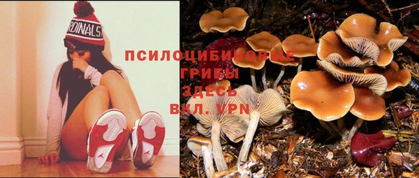 шишки Абаза