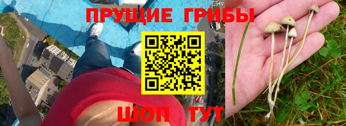 Псилоцибиновые грибы GOLDEN TEACHER Кингисепп